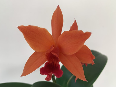 Laeliocattleya Firedance 'Patricia'