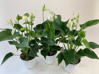 Anthurium Spar-Set 'White Champion' (3 Pfl. im 12 cm Topf)