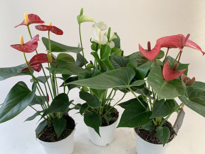 Anthurium Spar-Set 'TRICOLOR' (3 Pfl. im 12 cm Topf)