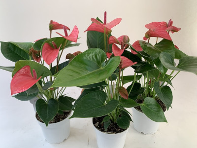 Anthurium Spar-Set 'Pink Champion' (3 Pfl. im 12 cm Topf)