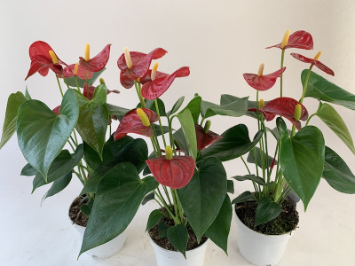 Anthurium Spar-Set 'Royal Champion' (3 Pfl. im 12 cm Topf)