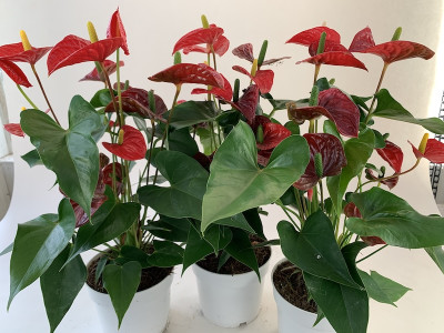 Anthurium Spar-Set 'Royal Champion' (3 Pfl. im 17 cm Topf)