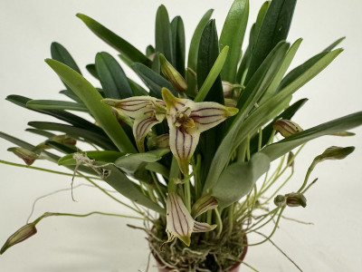 Masdevallia striatella (blühstark, nicht in Knospe / Blüte)