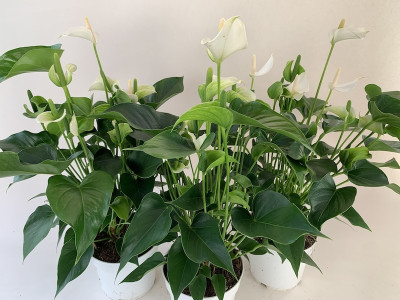 Anthurium Spar-Set 'White Champion' (3 Pfl. im 17 cm Topf)