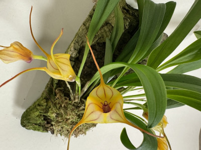 Masdevallia Angel Frost x murex