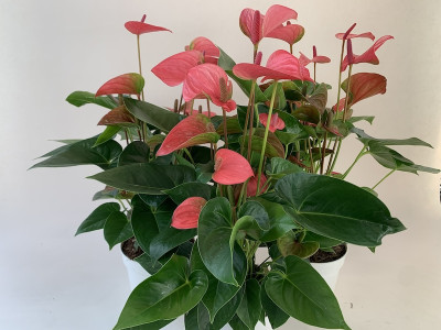 Anthurium Spar-Set 'Pink Champion' (3 Pfl. im 17 cm Topf)