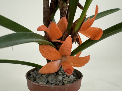 Ceratostylis rubra -retisquana- (blühstark, nicht in Knospe/Blüte)