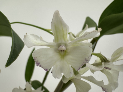 Dendrobium aberrans x rhodostictum (blühstark, ohne Knospe / Blüte)