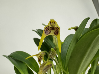 Masdevallia garciae