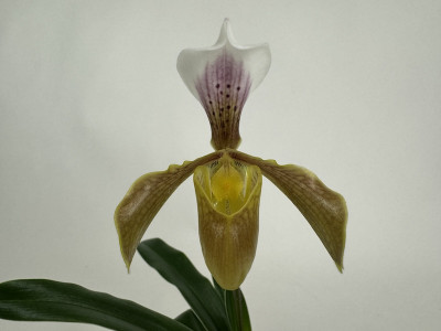Paphiopedilum gratrixianum var. daoense