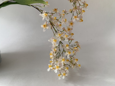 Oncidium Tiny Twinkle 'Rose Island' (3 Rispen)