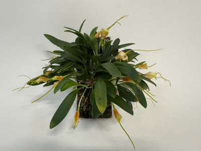 Masdevallia strobelii (4-6 Stiele)