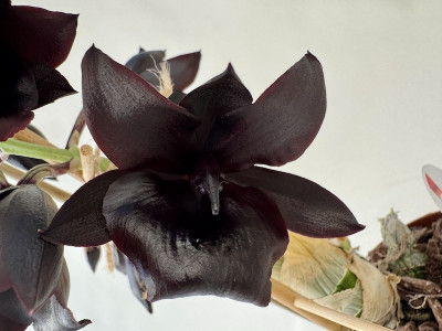 Monnierara Millenium Magic 'Witchcraft' 