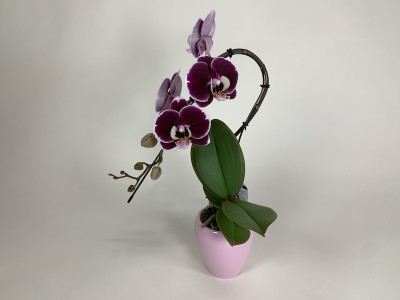Phalaenopsis Swan 'Red' (1 Rispe, inkl. Übertopf)