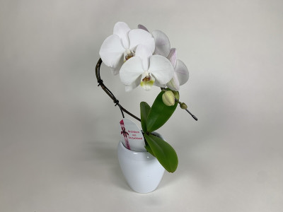 Phalaenopsis Swan 'White' (1 Rispe, inkl. Übertopf)