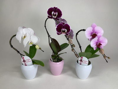 Phalaenopsis Swan Mix (3er Sparset inkl. Übertopf)