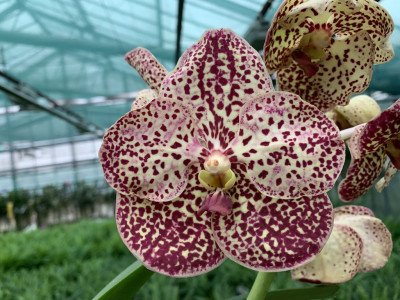 Vanda Burgundy Spots (in Blüte/Knospe)