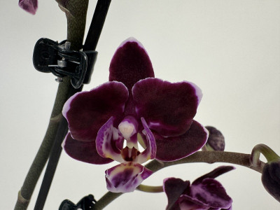 Phalaenopsis Aliyah 'Black' (2 Rispen)