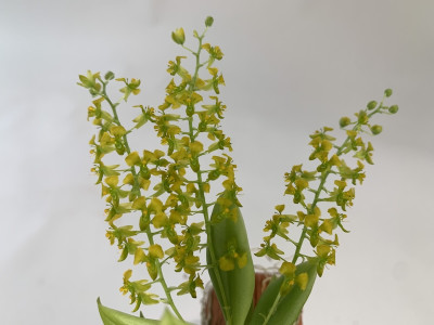 Zygostates lunata x obliqua