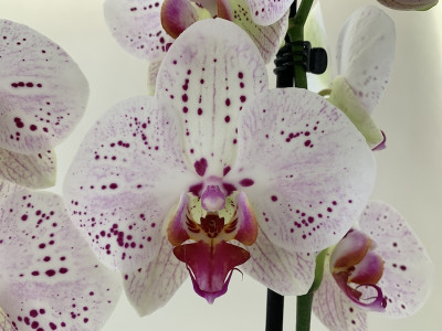 Phalaenopsis Goya (2 Rispen)