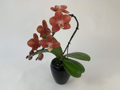 Phalaenopsis Swan 'Orange' (1 Rispe, inkl. Übertopf)