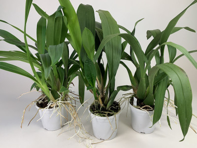 Brassia-Sortiment (3 Arten: gireoudiana, maculata, verrucosa)