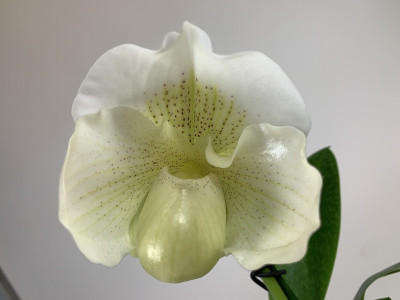 Paphiopedilum Mrs. White (in Blütenscheide)