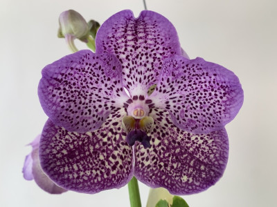 Vanda Dark Purple Spots (in Blüte / Knospe)