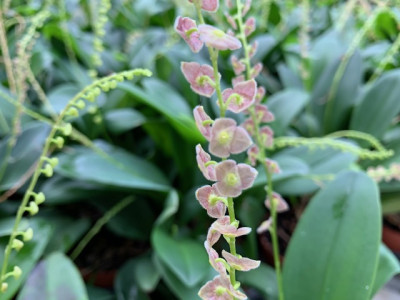 Stelis purpurascens