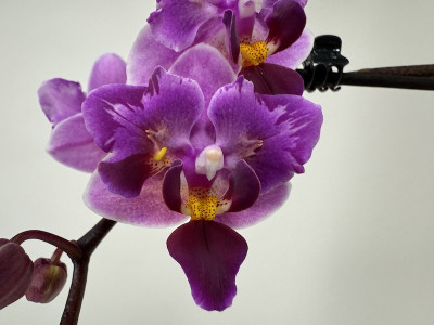 Phalaenopsis Miki Pink Fox 'variegata'