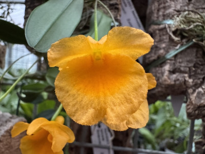 Dendrobium aggregatum