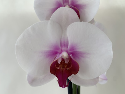 Phalaenopsis Mountion (2 Rispen)