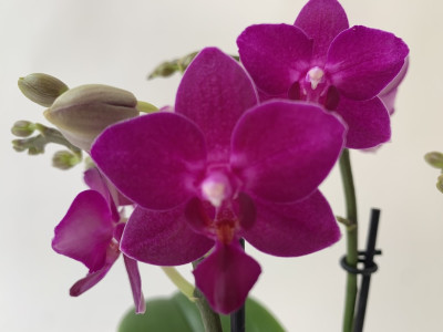 Doritaenopsis Purple Beauty (3 Rispen)