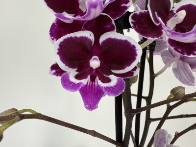 Phalaenopsis Cha Cha 'Big Lip' (2 Rispen)