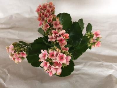 Kalanchoe blossfeldiana 'Rosy'