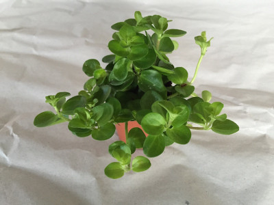 Peperomia sp. (Zwergpfeffer)