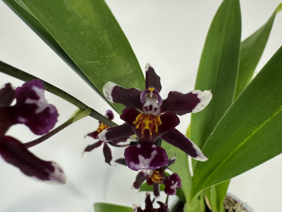 Wilsonara Kolibri 'Black' (2 Rispen)