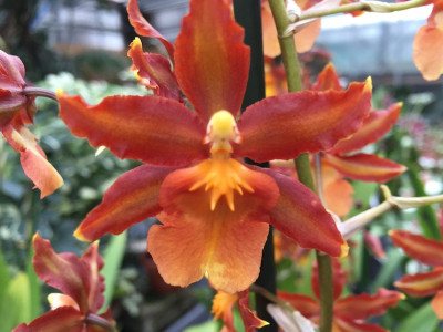 Colmanara Catathante 'Pacific Sunspots'