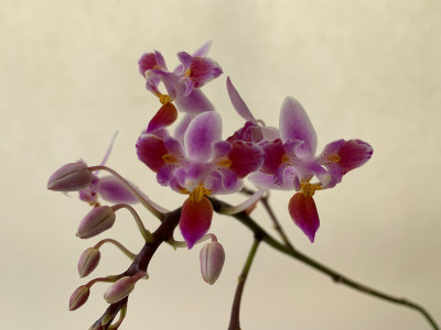 Phalaenopsis equestris 'Triple Lip' (in Knospe/Blüte)