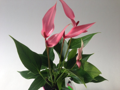 Anthurium andreanum 'Lilli'