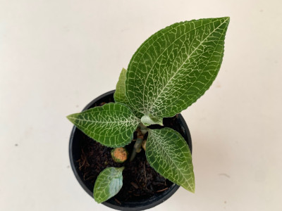 Goodyera malipoensis