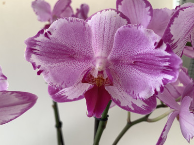 Phalaenopsis Toshi 'Peloric' (2 Rispen)