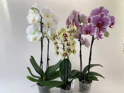 Phalaenopsis-Sortiment (3 Pfl. mit je 2 Rispen)