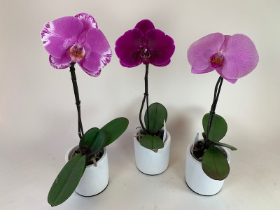 Phalaenopsis Singolo-Sortiment (3 Pfl. inkl. Übertopf)
