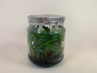 Paphiopedilum henryanum-In Vitro- (20-25 Pflanzen in sterilem Glas)