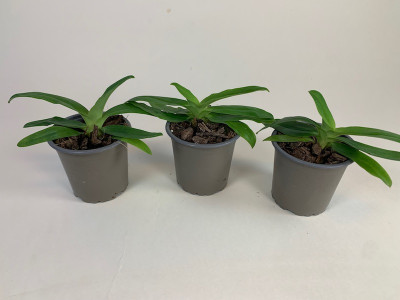 Paphiopedilum primulinum (Jgpfl.) -Sparset