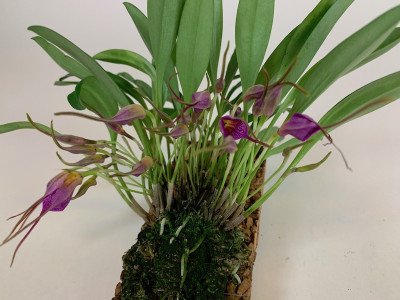Masdevallia glandulosa (blühstark, nicht in Knospe/Blüte))