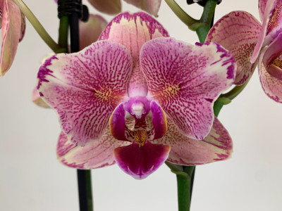 Phalaenopsis Pirate Picotee 'Peloric' (2 Rispen)