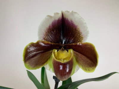 Paphiopedilum (Keyeshil x Incredible)