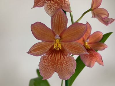 Burrageara Nelly Isler 'Orange' (1 Rispe)